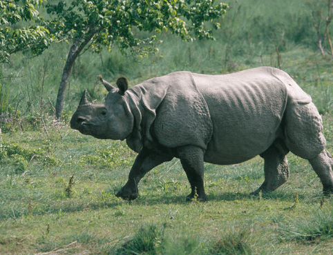 गैंडा