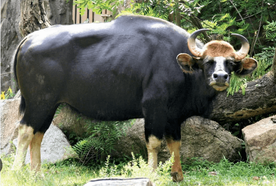 गौर