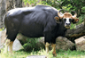 गौर