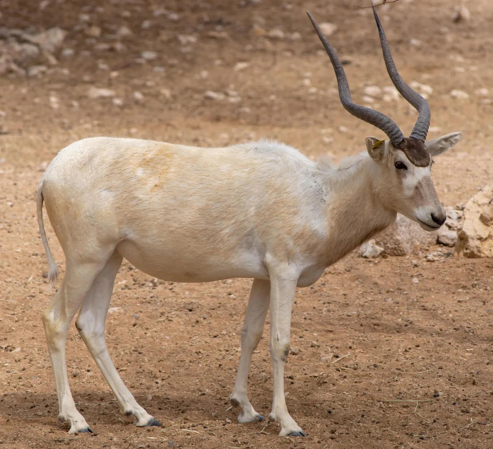एड्डक्स