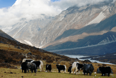 लाङटाङ राष्ट्रिय निकुञ्ज