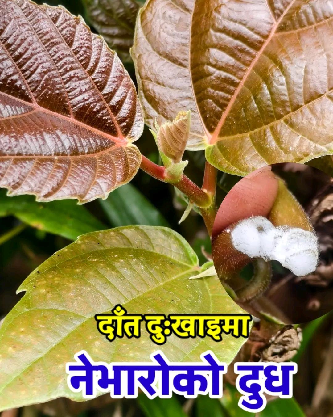 Story Image