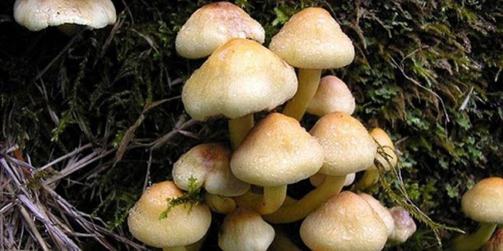 विषालु च्याउ खाँदा एकै परिवारका तीन जना विरामी