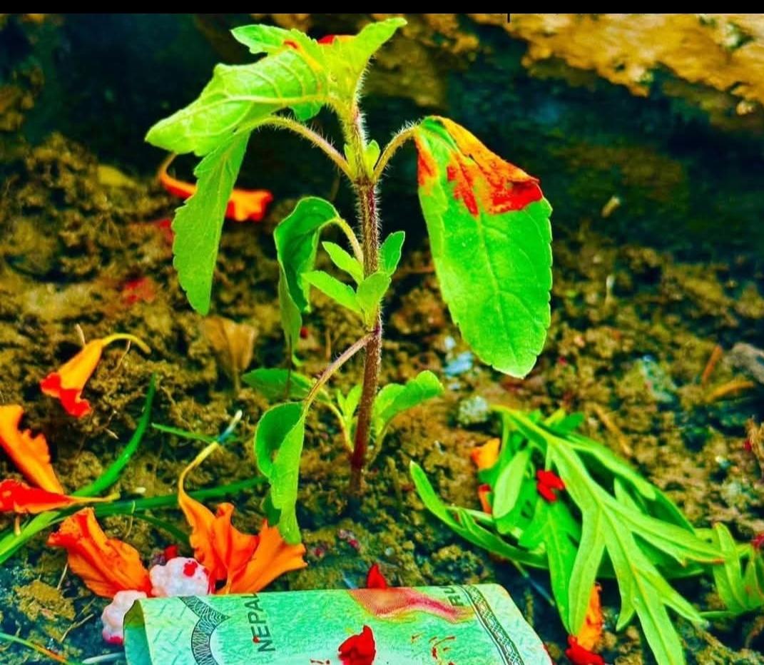 Story Image