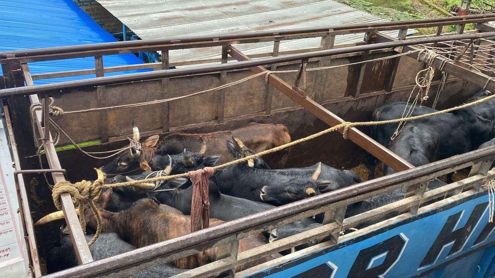 अवैध गोरु तस्करीमा प्रहरीको सफलता, २५ गोरु बरामद