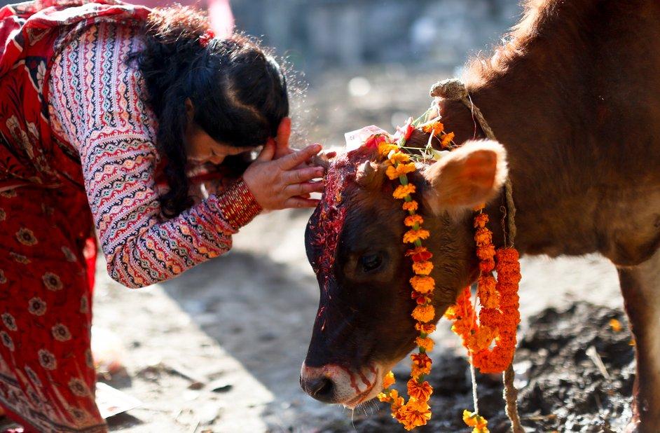 तिहार अन्तर्गत आज गाई, गोरु र गोबर्द्धन पूजा गरी मनाईंदै