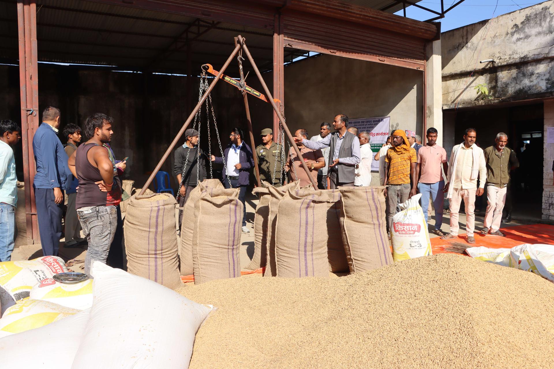 गुलरियामा धान खरिद गर्दै खाद्य कम्पनी, चार स्थानमा धान खरिद