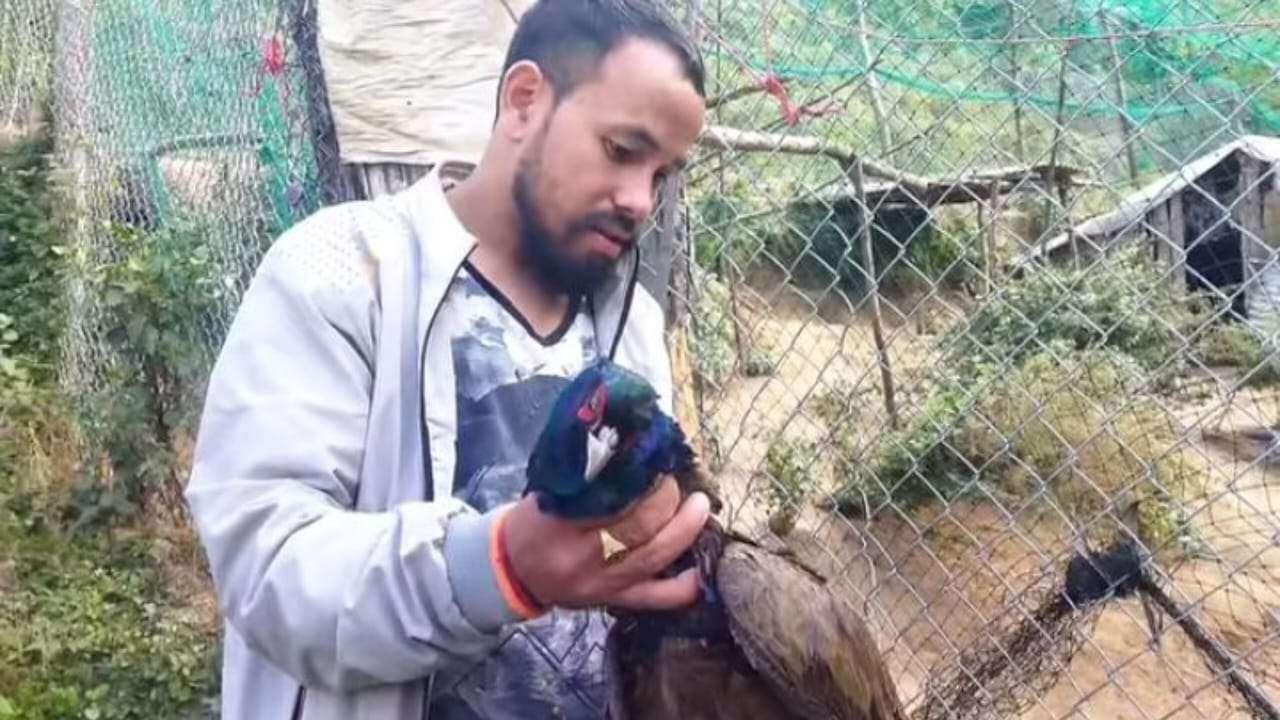 बाजुराको गौमुलमा बाघको बिगबिगीः फर्म भित्रका ४४ कालिज सखाप
