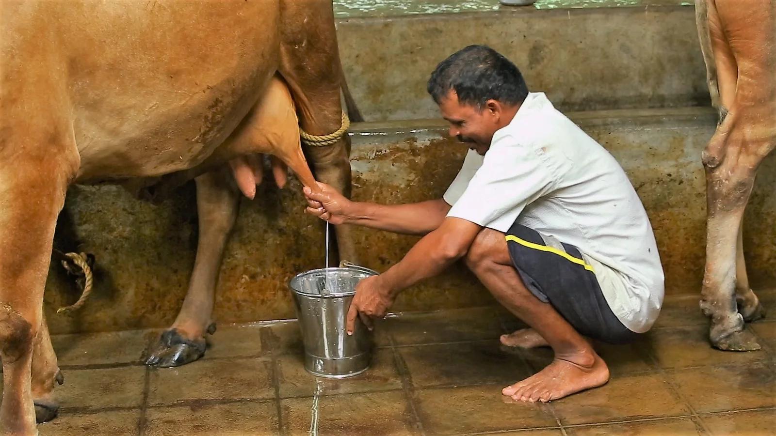 अणन्द: भारतको दूध राजधानी