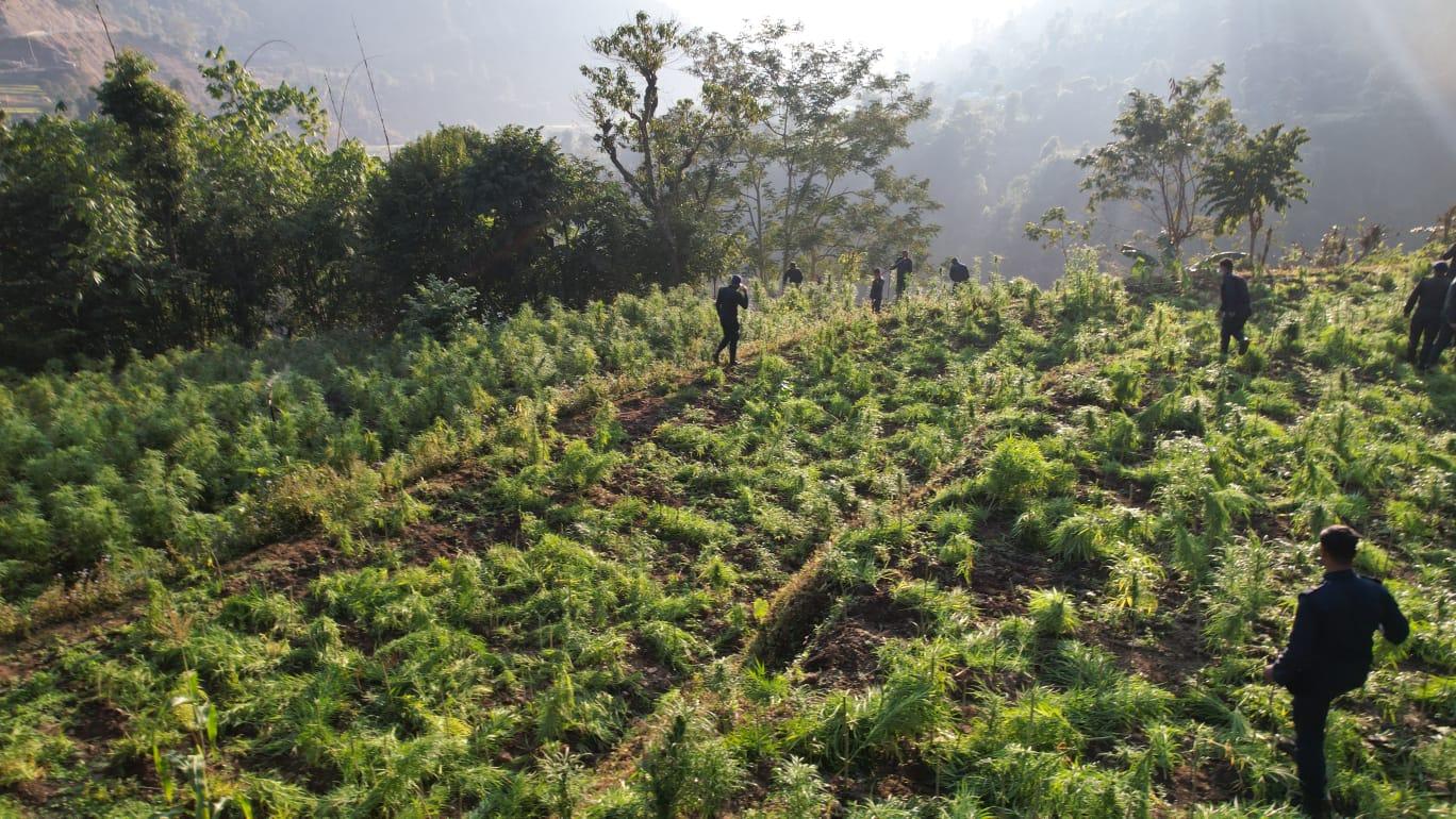 ३० विगाह क्षेत्रफलमा लगाइएको गाँजा र अफिम खेती नष्ट