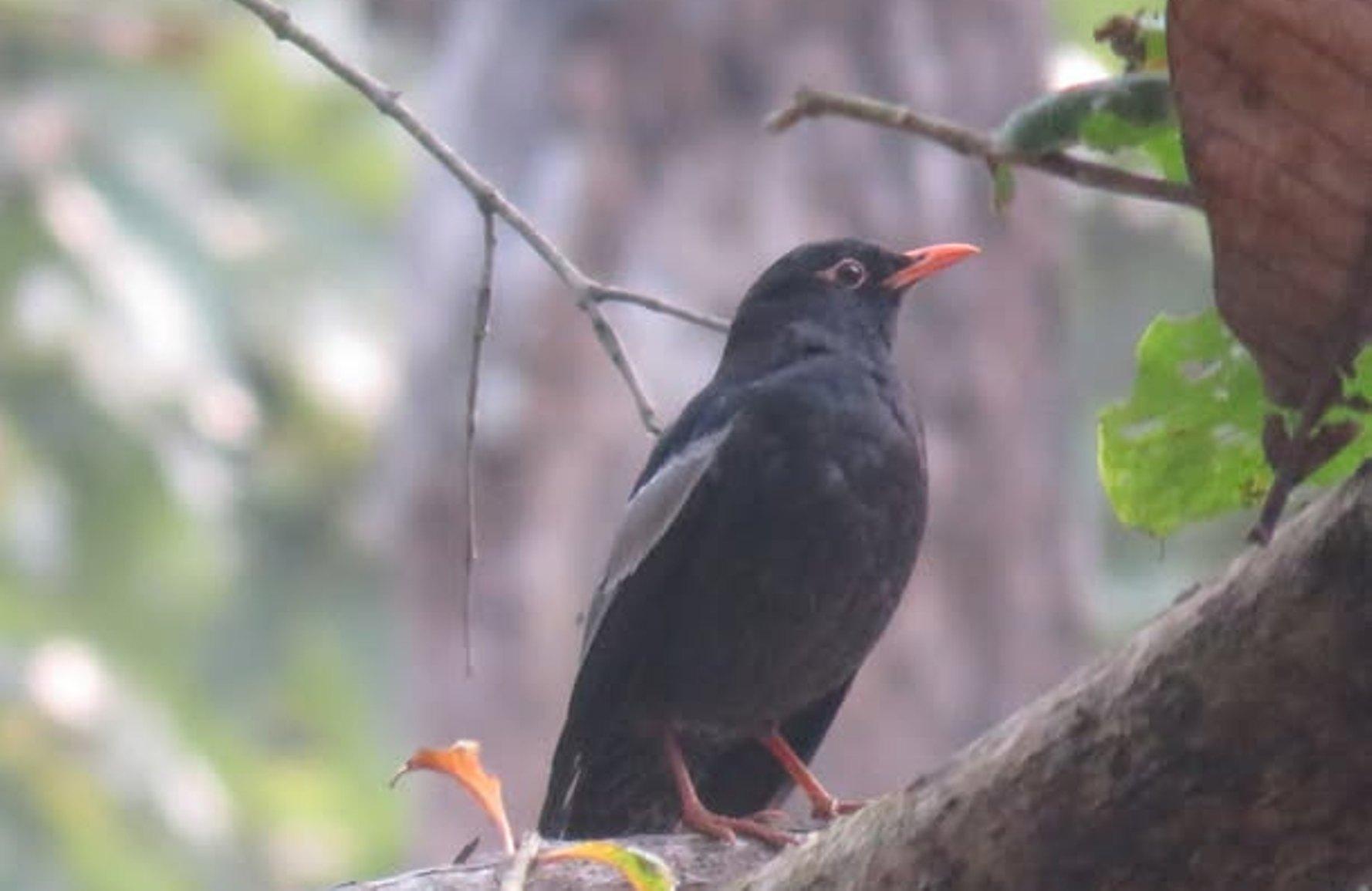 पहाडी वनको ‘मदना चाँचर’ शुक्लाफाँटामा