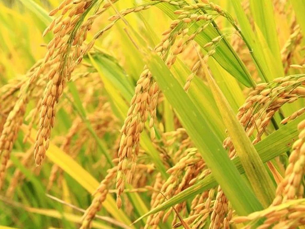 चैते धानको समर्थन मूल्य तोक्न अध्ययन सुरु