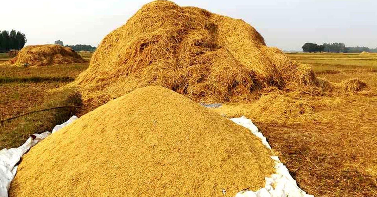किसानबाट ११ हजार क्वीन्टल धान खरिद