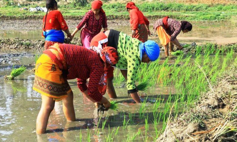 सिँचाइ अभावले चैते धानखेती घट्दै