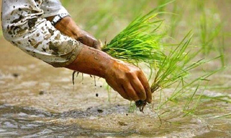 मधेस प्रदेशमा १५ प्रतिशत मात्रै रोपाइँ, धान उत्पादन घट्ने कृषि विभागको प्रक्षेपण