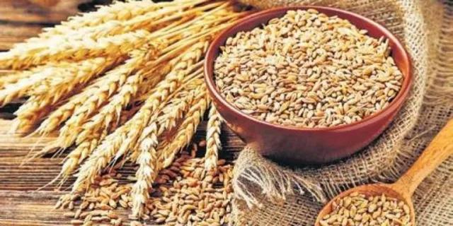 बाँकेमा गहुँखेती क्षेत्र घट्यो, उत्पादन बढ्यो