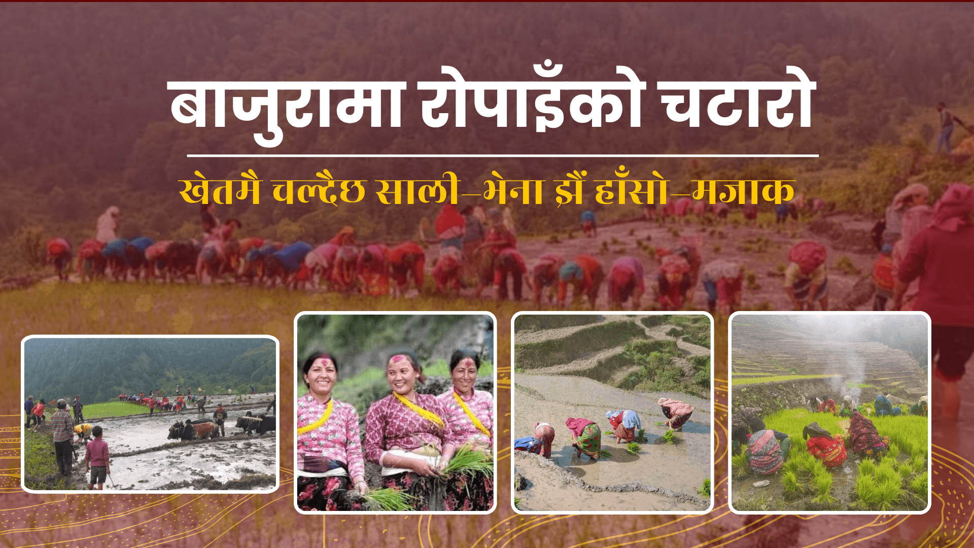 बाजुरामा रोपाइँको चटारो : ग्रामीण परिवेशको यथार्थ झल्काउने दृश्य सगैँ रजालीका खेतहरू मा किसानहरु(फोटो फिचर)