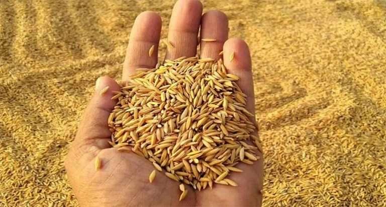 मधेसमा तोकियो धानको न्यूनतम समर्थन मूल्य