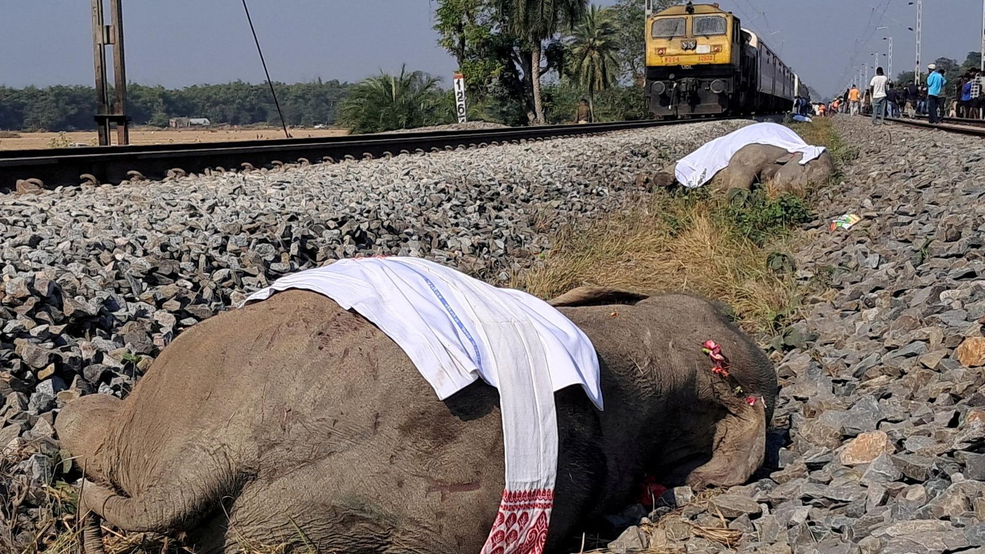 उत्तर भारतमा ट्रेन–हात्ती ठक्करमा पाँच कोच ट्र्याकबाट पल्टियो, यात्रुहरू सुरक्षित
