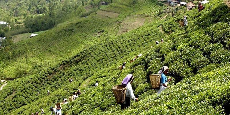 १९ दिनपछि नेपाली चिया भारत निर्यात खुला, व्यवसायीमा राहत