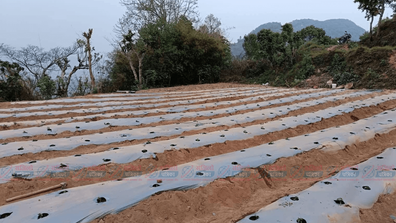 झाडी फाडेर व्यावसायिक अकबरे खुर्सानीखेती : १० लाख आम्दानी गर्ने लक्ष्य