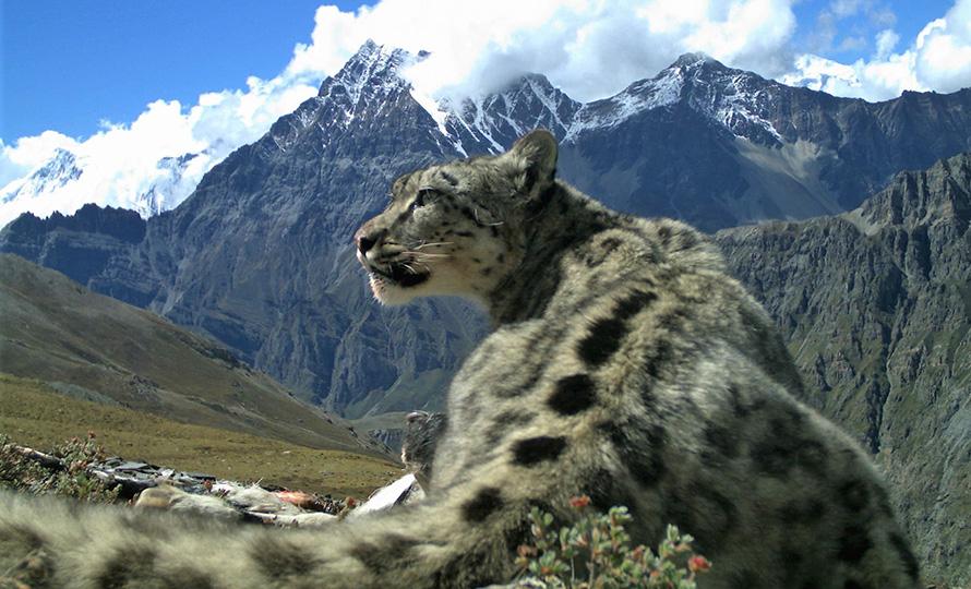 मुस्ताङमा वन्यजन्तु आक्रमणले २३९ पशुधनको क्षति, किसान संकटमा