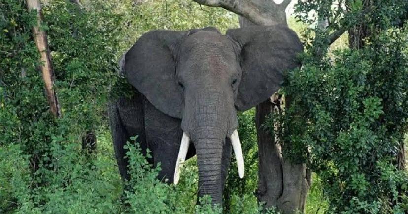 Featured